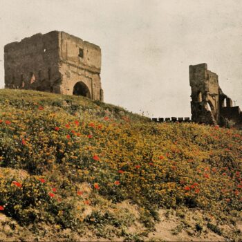 FLOWER FIELD - COL 11