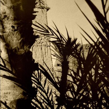 PALM TREE SHADOW - BW 08